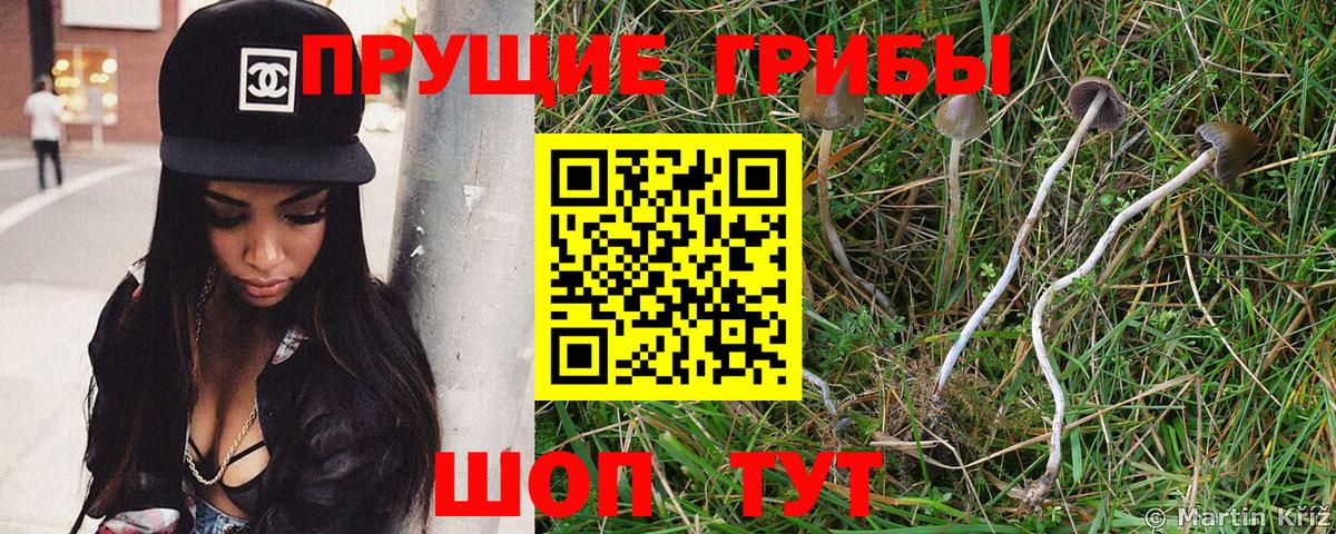 Псилоцибиновые грибы Cubensis Избербаш